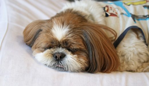 犬の睡眠から色んな事が分かる？