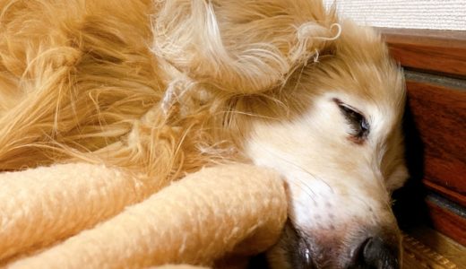 アメリカで国内初のペットの犬がコロナ陽性の症例