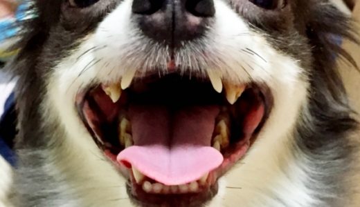 犬に歯磨きを慣れてもらう方法とは？