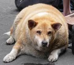 太りやすい犬ランキング！