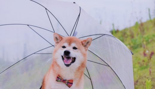 雨の日に犬と遊ぶぞ！