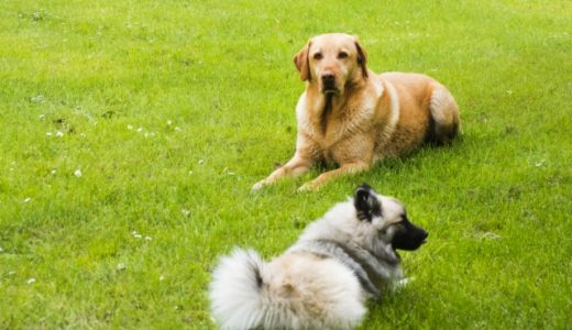 大型犬と小型犬、どちらが飼いやすい？